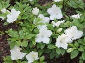 Azalea japonica 'Pleasant White' 